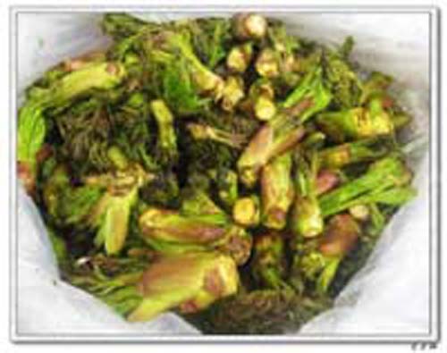 �˹�����ѿ