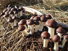 �˹�����ǹ�